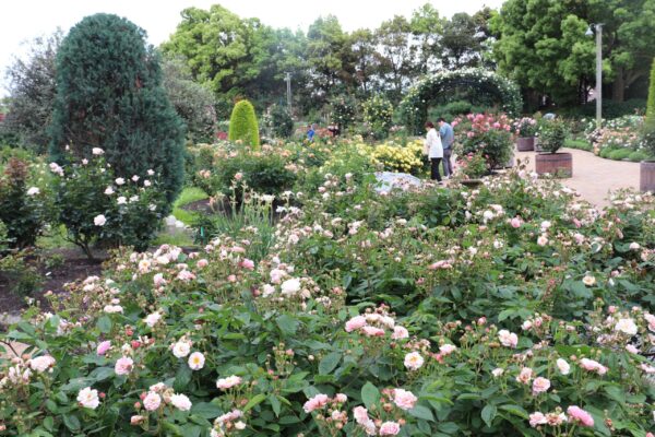 24/05/07 皇室ゆかりの品種も　５千株のバラ堪能　なばなの里で６月中旬まで