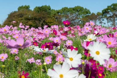 25/09/21 早くも秋先取り　なばなの里でダリア・コスモスまつり開幕　11月中旬まで